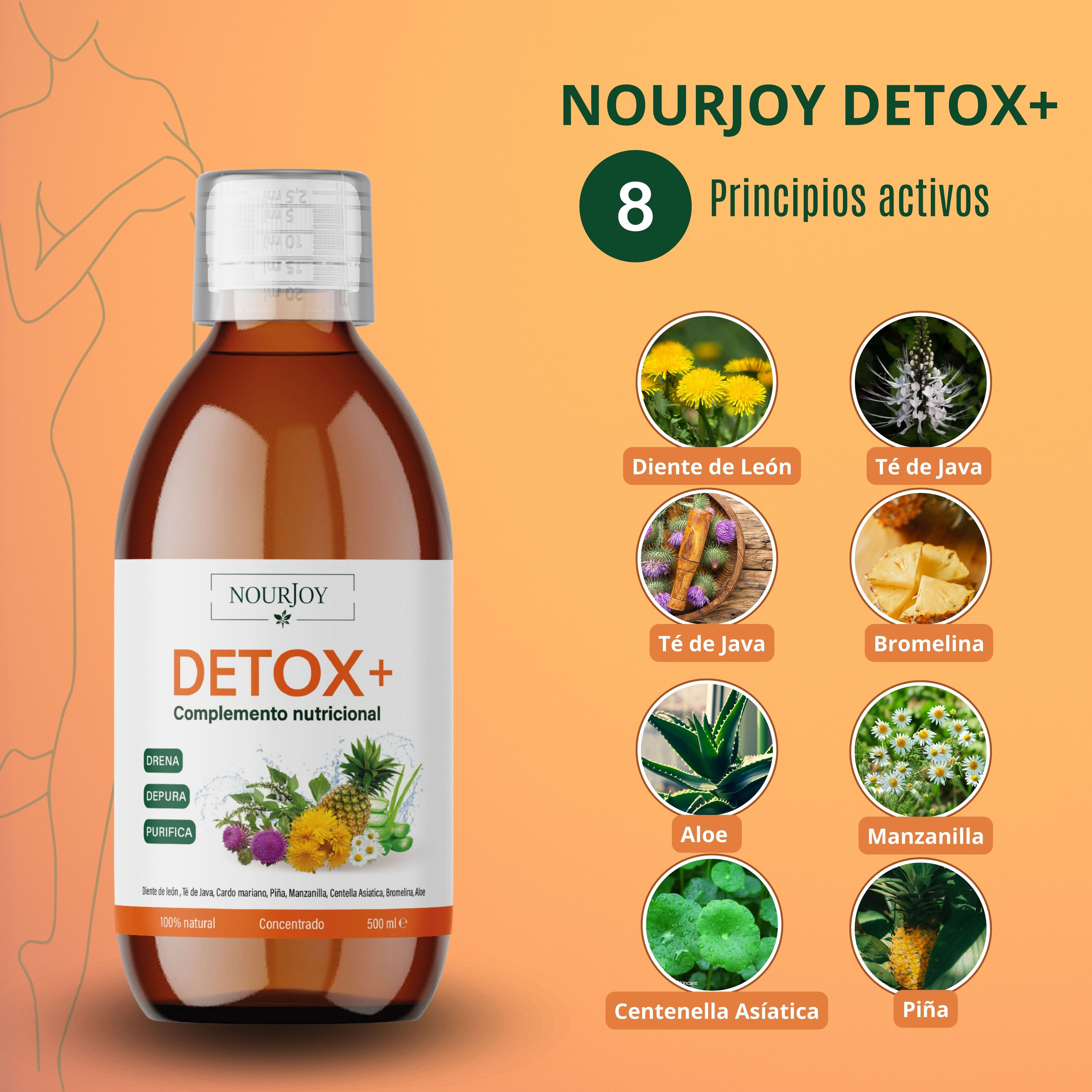 Ingredientes naturales del Detox+ de Nourjoy: piña, diente de león, abedul, té verde, alcachofa y ortosifón, seleccionados por sus propiedades drenantes y depurativas.